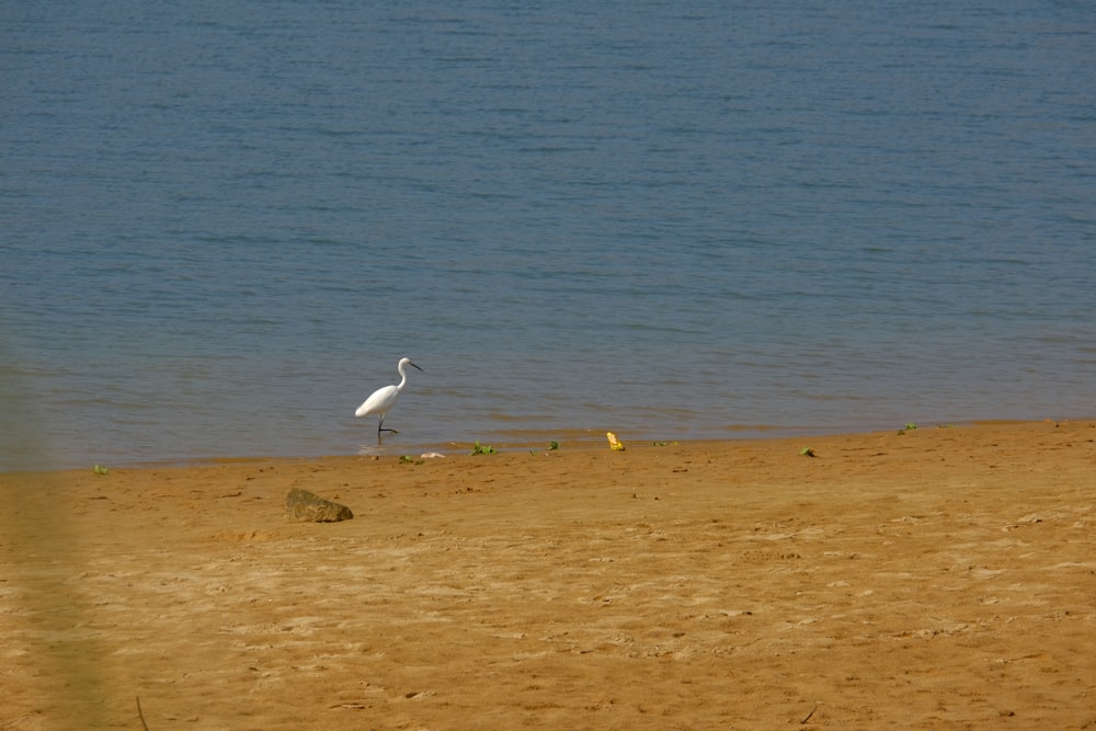 a white bird standing on top of a sandy beach