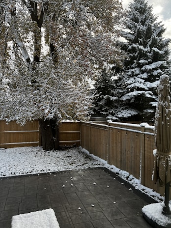A backyard scene with a light layer of snow covering the grass and patio. A large tree and several evergreen trees are dusted with snow. A wooden fence encloses the area, and a patio umbrella stands closed in the corner.