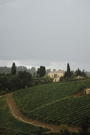 A sprawling vineyard stretches across rolling hills with neatly arranged rows of grapevines. A rustic, two-story stone house with arched windows is nestled among the greenery. Tall cypress trees and lush vegetation surround the property, lending a serene and pastoral atmosphere.
