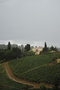 Spacious vineyard estate surrounded by rolling hills