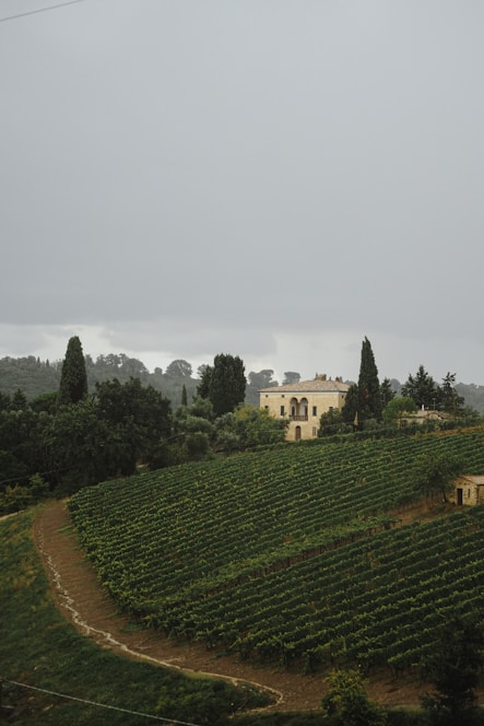A sprawling vineyard stretches across rolling hills with neatly arranged rows of grapevines. A rustic, two-story stone house with arched windows is nestled among the greenery. Tall cypress trees and lush vegetation surround the property, lending a serene and pastoral atmosphere.