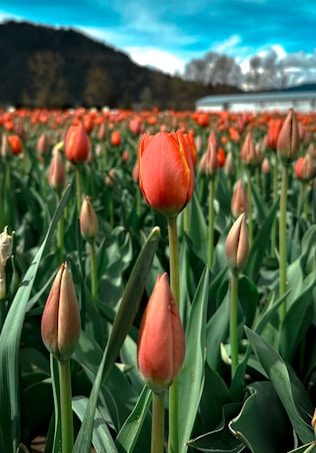 A vibrant field of orange tulips stretches across the image, with some flowers in full bloom and others still budding. The green leaves and stems rise from the soil, creating a lush and lively scene. In the background, a mountain range and a structure can be seen under a bright blue sky with scattered clouds.