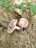 Two mushrooms with pinkish caps and white stems are growing among dry brown leaves and green foliage on the forest floor.
