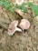 Two mushrooms with pinkish caps and white stems are growing among dry brown leaves and green foliage on the forest floor.