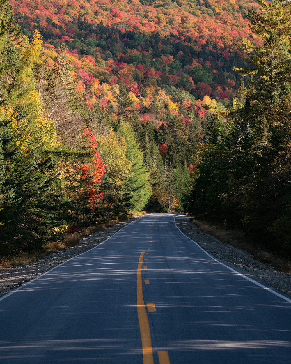 an empty road in the middle of a forest