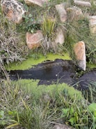 A small, tranquil water stream surrounded by lush green grass and various plants. The stream is partially covered with green algae or duckweed. Around the stream, there are large, weathered stones embedded in the earth, some covered with moss and small plants.