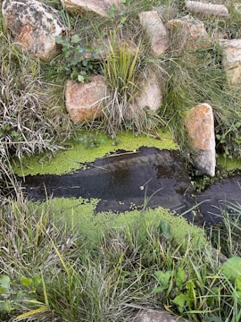 A small, tranquil water stream surrounded by lush green grass and various plants. The stream is partially covered with green algae or duckweed. Around the stream, there are large, weathered stones embedded in the earth, some covered with moss and small plants.