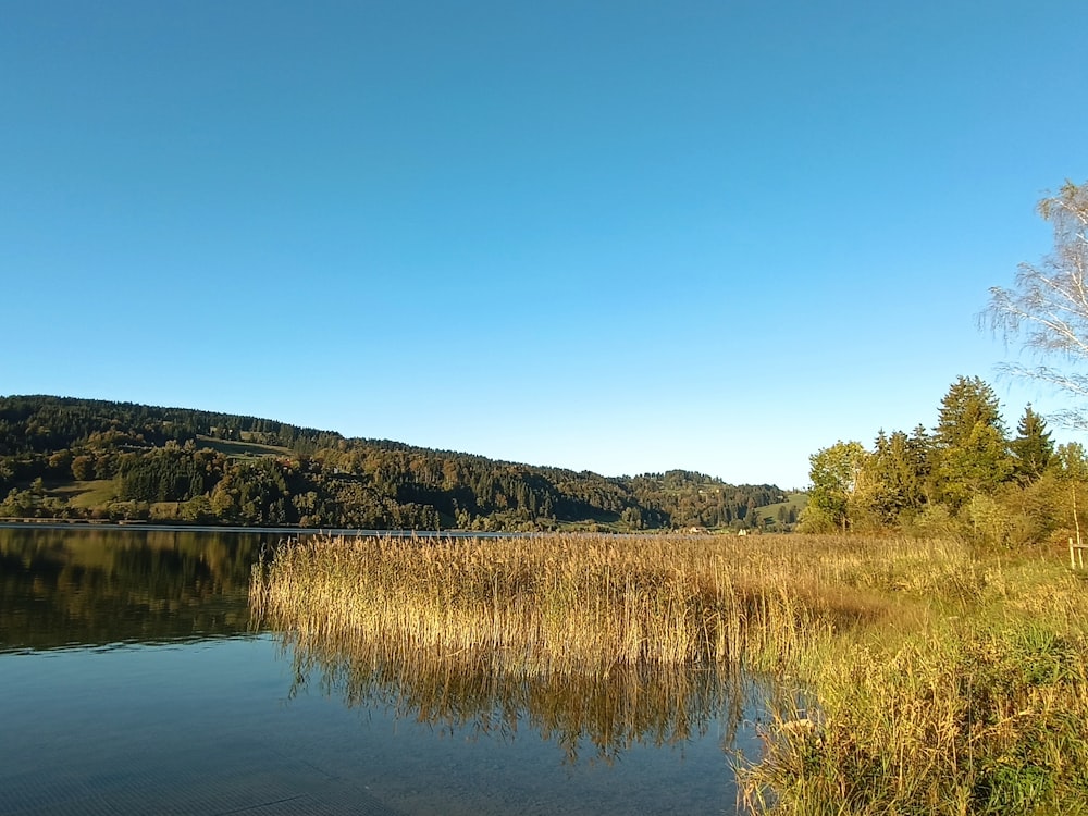 a body of water surrounded by trees and grass