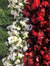 A vibrant bouquet of red and white flowers arranged elegantly in a modern style.