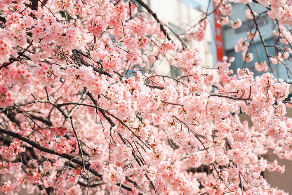 un árbol con flores rosadas frente a un edificio