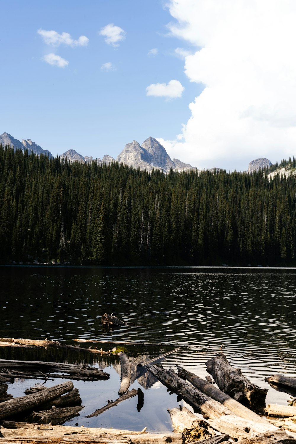 a large body of water surrounded by trees