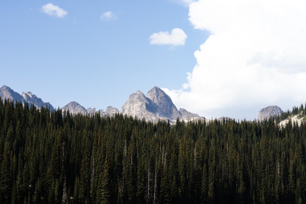 a group of trees in the foreground with a mountain in the background