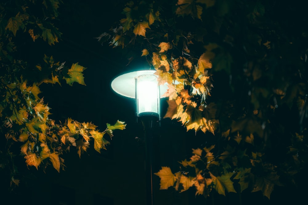 una farola rodeada de hojas por la noche