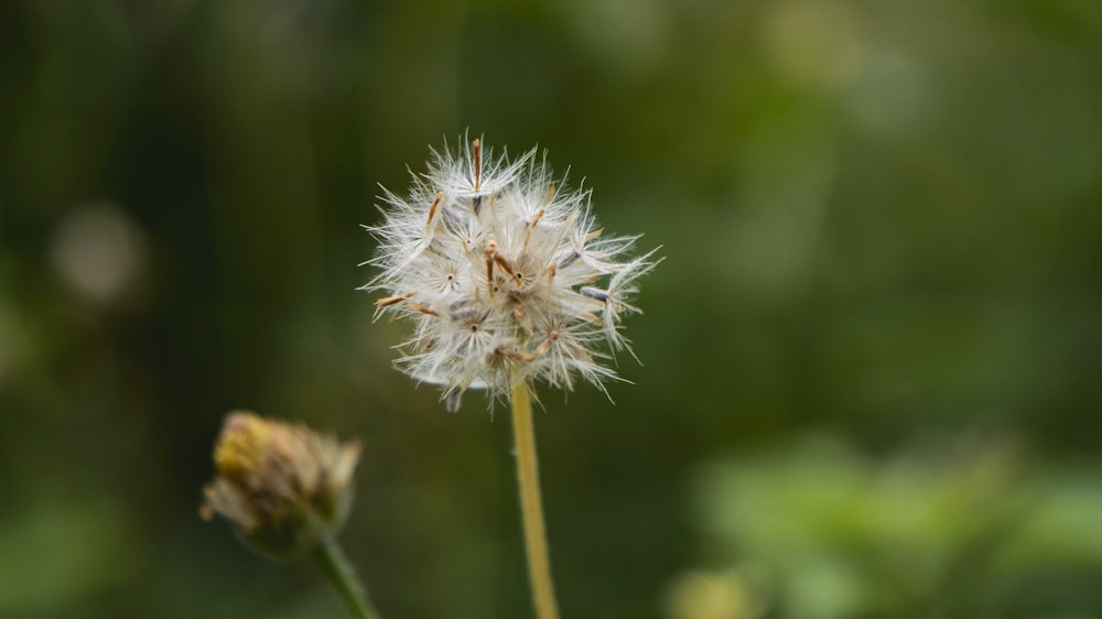 a close up of a dandelion flower with blurry background
