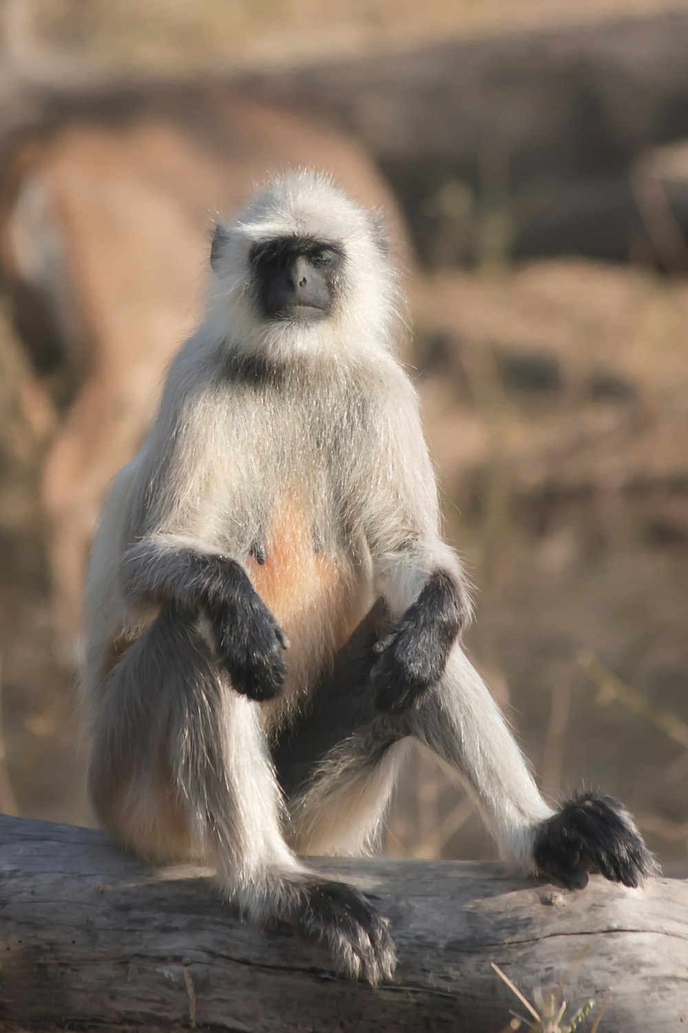 un singe assis sur une bûche dans un zoo