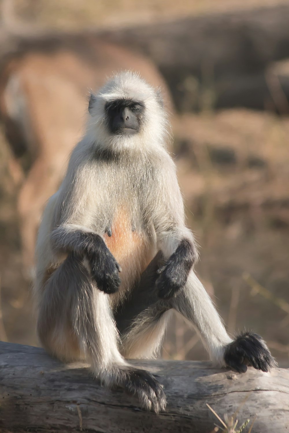 a monkey sitting on a log in a zoo