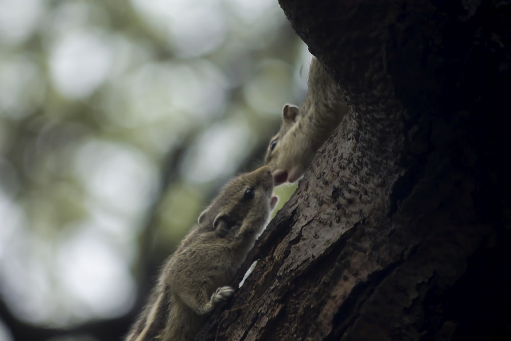 a couple of small animals climbing up the side of a tree