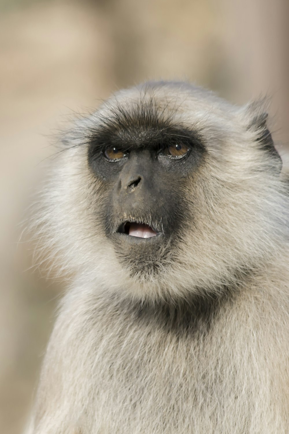 a close up of a monkey with a blurry background