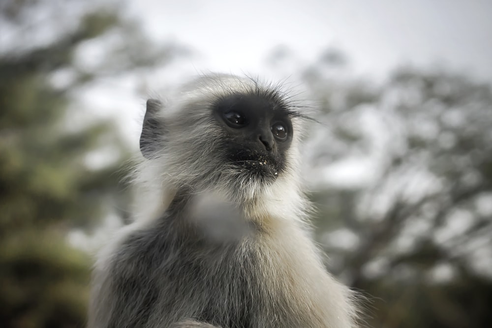 a close up of a monkey with trees in the background