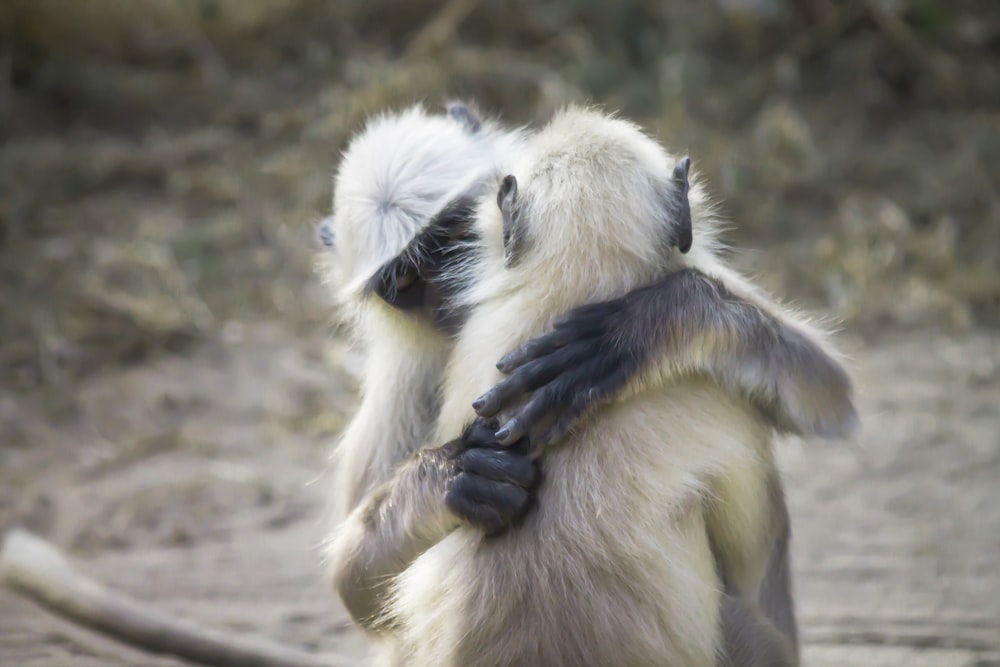 a couple of monkeys standing next to each other