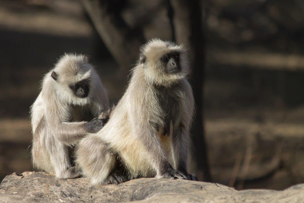 a couple of monkeys sitting on top of a rock