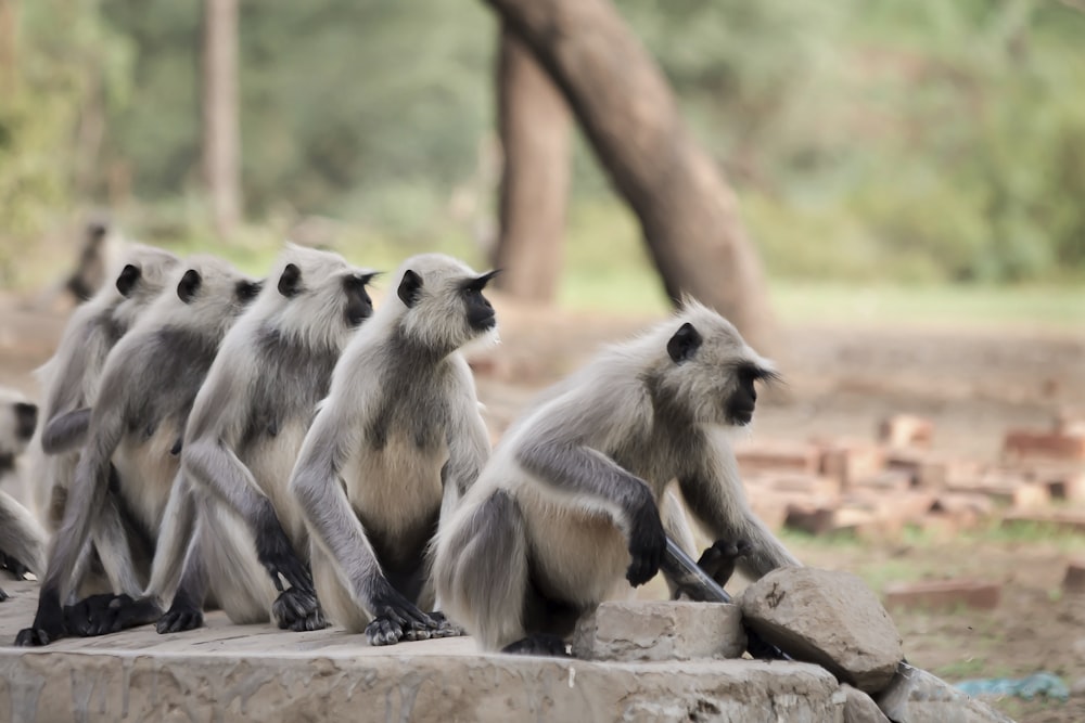 a group of monkeys sitting on top of a rock