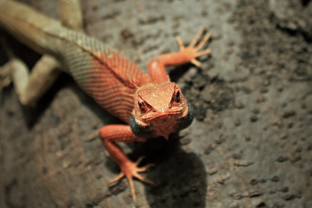 a lizard sitting on top of a rock