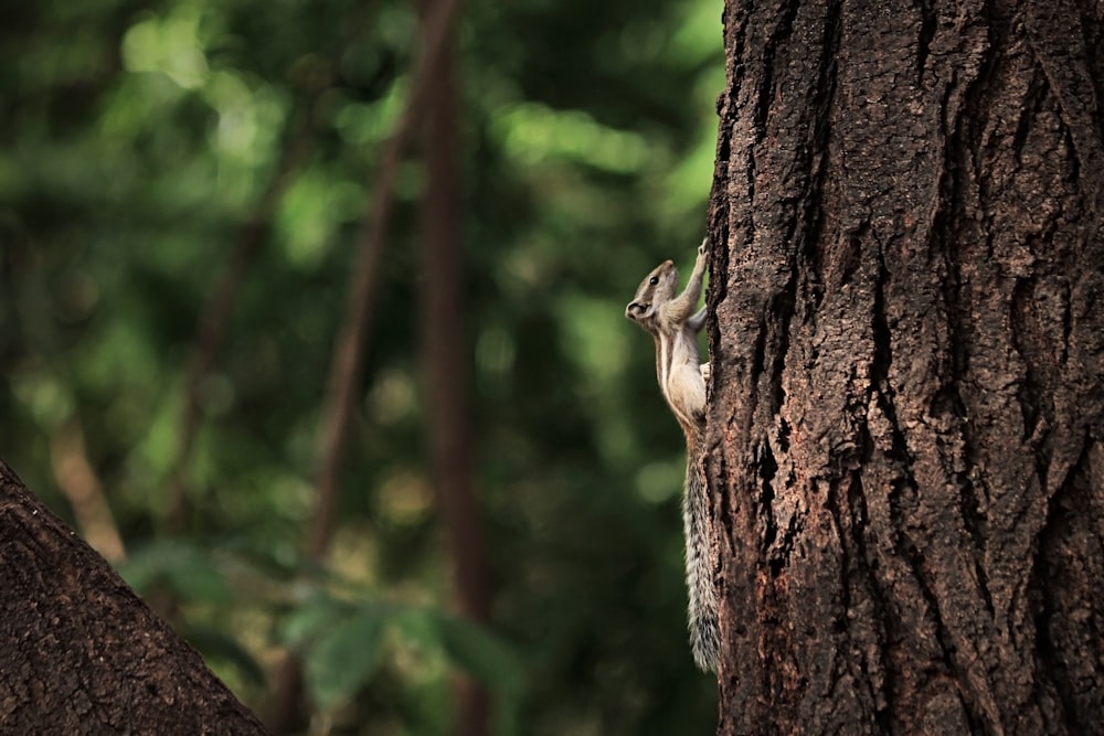 a small squirrel climbing up the side of a tree