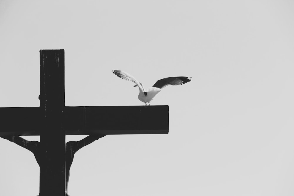 a black and white photo of a bird flying over a cross