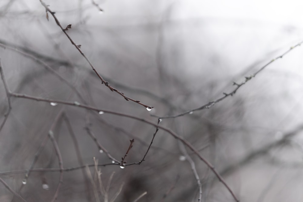 a tree branch with water drops on it