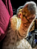 A close-up view of a cat's paw extended toward the camera. The cat is resting against a red fabric, with its fur appearing soft and fluffy. The focus is primarily on the paw, with the rest of the cat's body slightly blurred, giving a dynamic feel to the image.