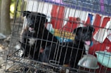 Two black and white puppies are inside a metal cage. They are looking at the camera with their tongues out, appearing curious and energetic. The background includes some colorful objects and fabric, suggesting an outdoor setting.