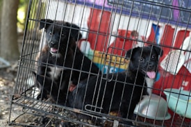 Two black and white puppies are inside a metal cage. They are looking at the camera with their tongues out, appearing curious and energetic. The background includes some colorful objects and fabric, suggesting an outdoor setting.