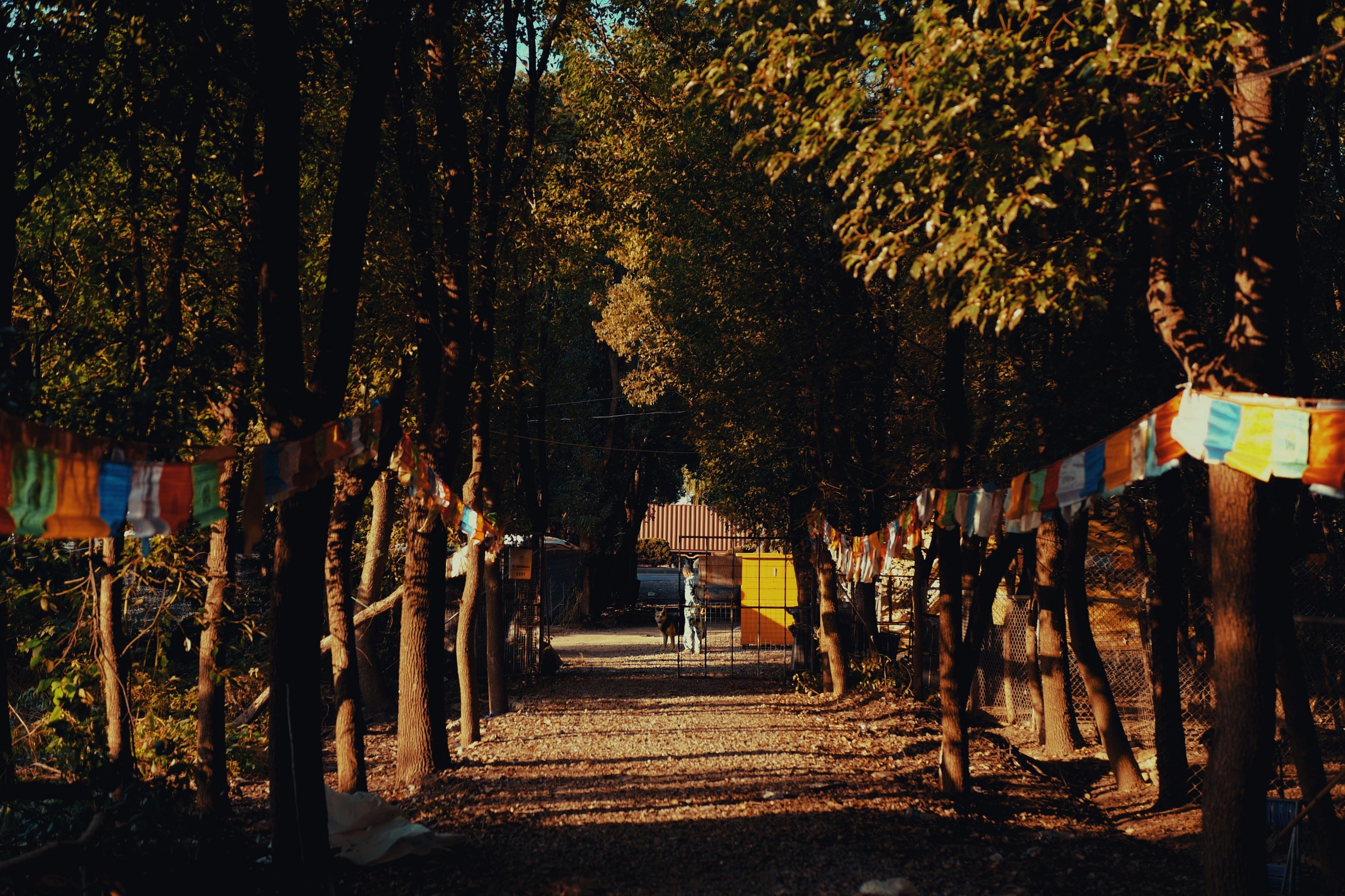 a path in the woods with a lot of trees