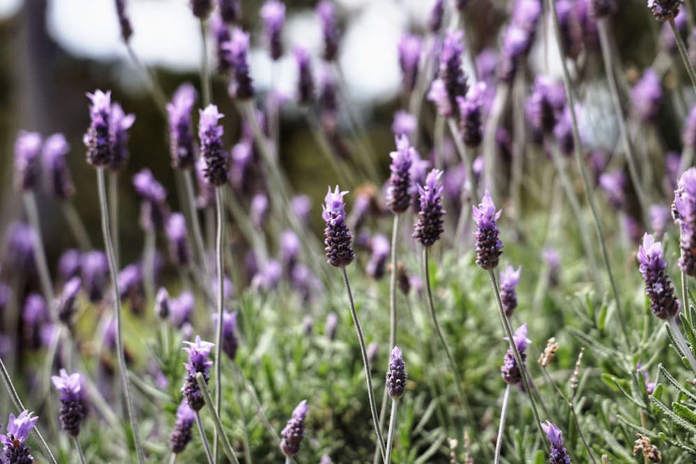 a bunch of purple flowers that are in the grass