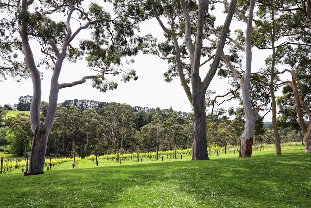 a grassy field with trees in the background