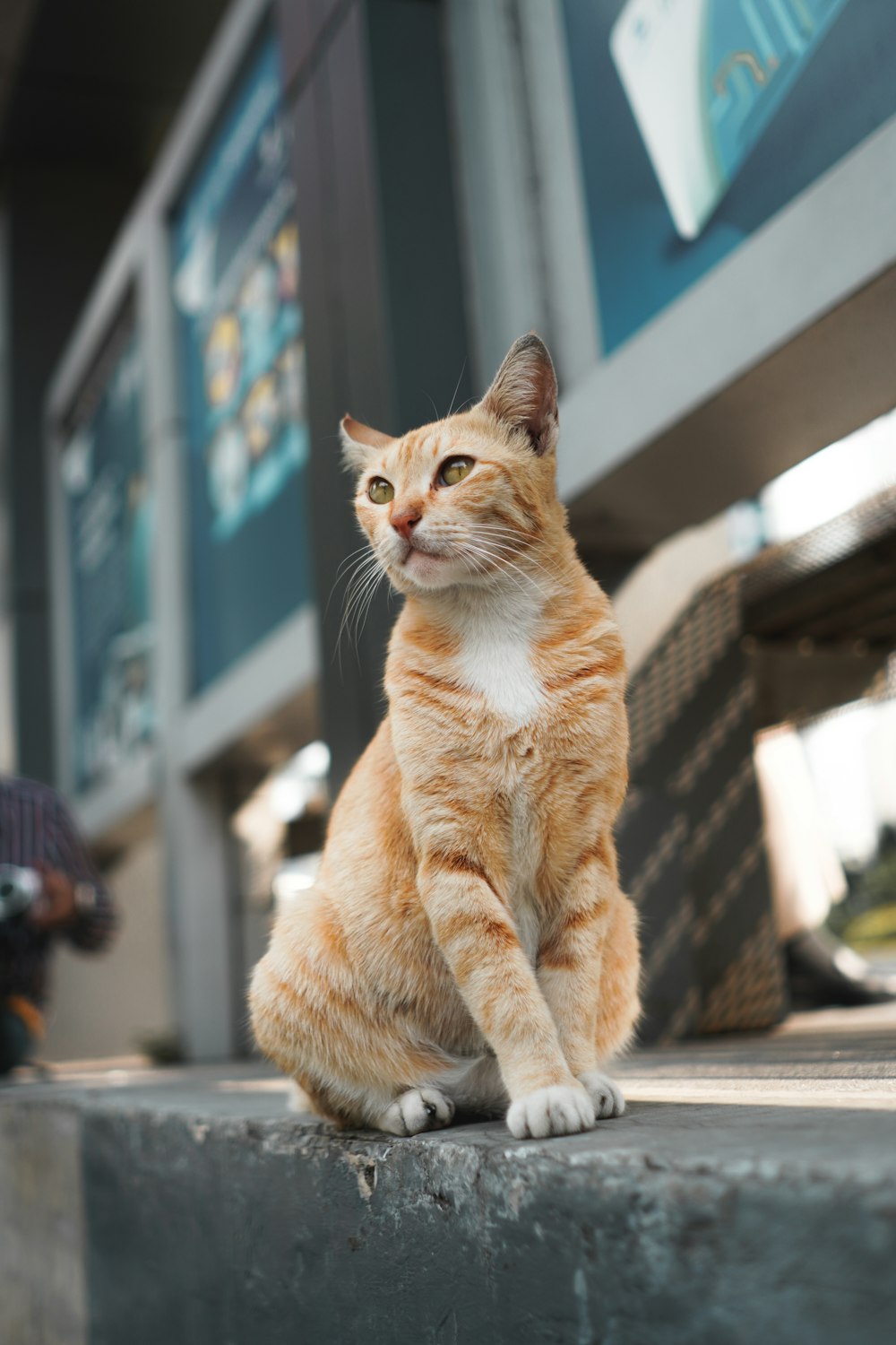 eine orange-weiße Katze, die auf einer Stufe sitzt