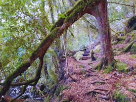 A serene forest pathway is enveloped by lush greenery, roots, and moss-covered branches. Stone steps ascend into a dense canopy of trees, providing a natural, inviting landscape. Sunlight filters through the leaves, casting dappled shadows on the ground.
