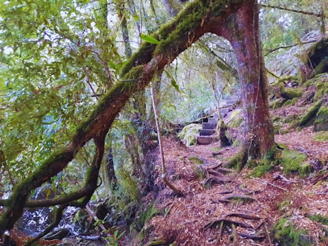A serene forest pathway is enveloped by lush greenery, roots, and moss-covered branches. Stone steps ascend into a dense canopy of trees, providing a natural, inviting landscape. Sunlight filters through the leaves, casting dappled shadows on the ground.