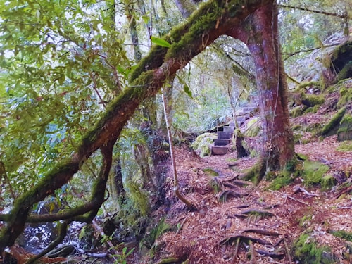 A serene forest pathway is enveloped by lush greenery, roots, and moss-covered branches. Stone steps ascend into a dense canopy of trees, providing a natural, inviting landscape. Sunlight filters through the leaves, casting dappled shadows on the ground.