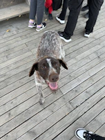 A happy dog in a bright, original shirt standing proudly on a wooden deck.