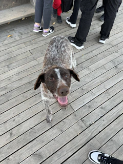 A happy dog in a bright, original shirt standing proudly on a wooden deck.