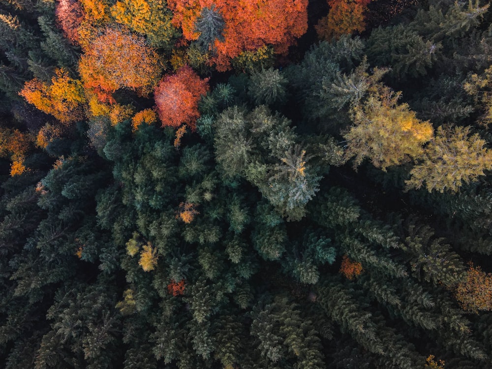 an aerial view of a forest with lots of trees