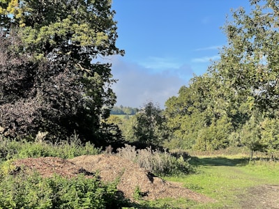 A serene landscape featuring lush greenery and sunlight filtering through trees.