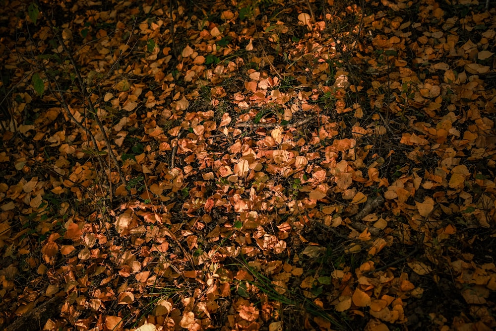 a bunch of leaves that are on the ground