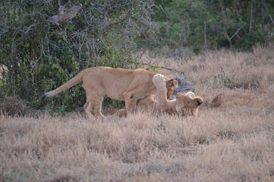 A group of lions is interacting on a grassy savannah. An adult lion is playfully engaging with a cub while another cub watches nearby. Surrounding them are bushes and dry grass typical of a savannah landscape.
