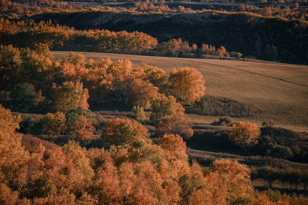 a view of a field with lots of trees