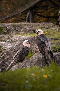 Two large birds with striking plumage stand on rocky terrain, surrounded by green foliage. The birds have dark feathers with lighter, cream-colored heads and intense expressions.