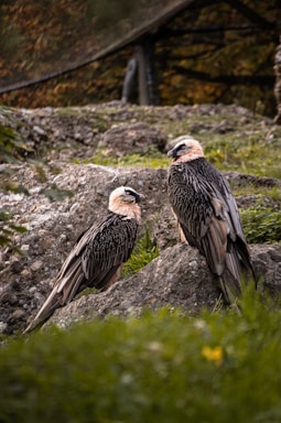 Two large birds with striking plumage stand on rocky terrain, surrounded by green foliage. The birds have dark feathers with lighter, cream-colored heads and intense expressions.