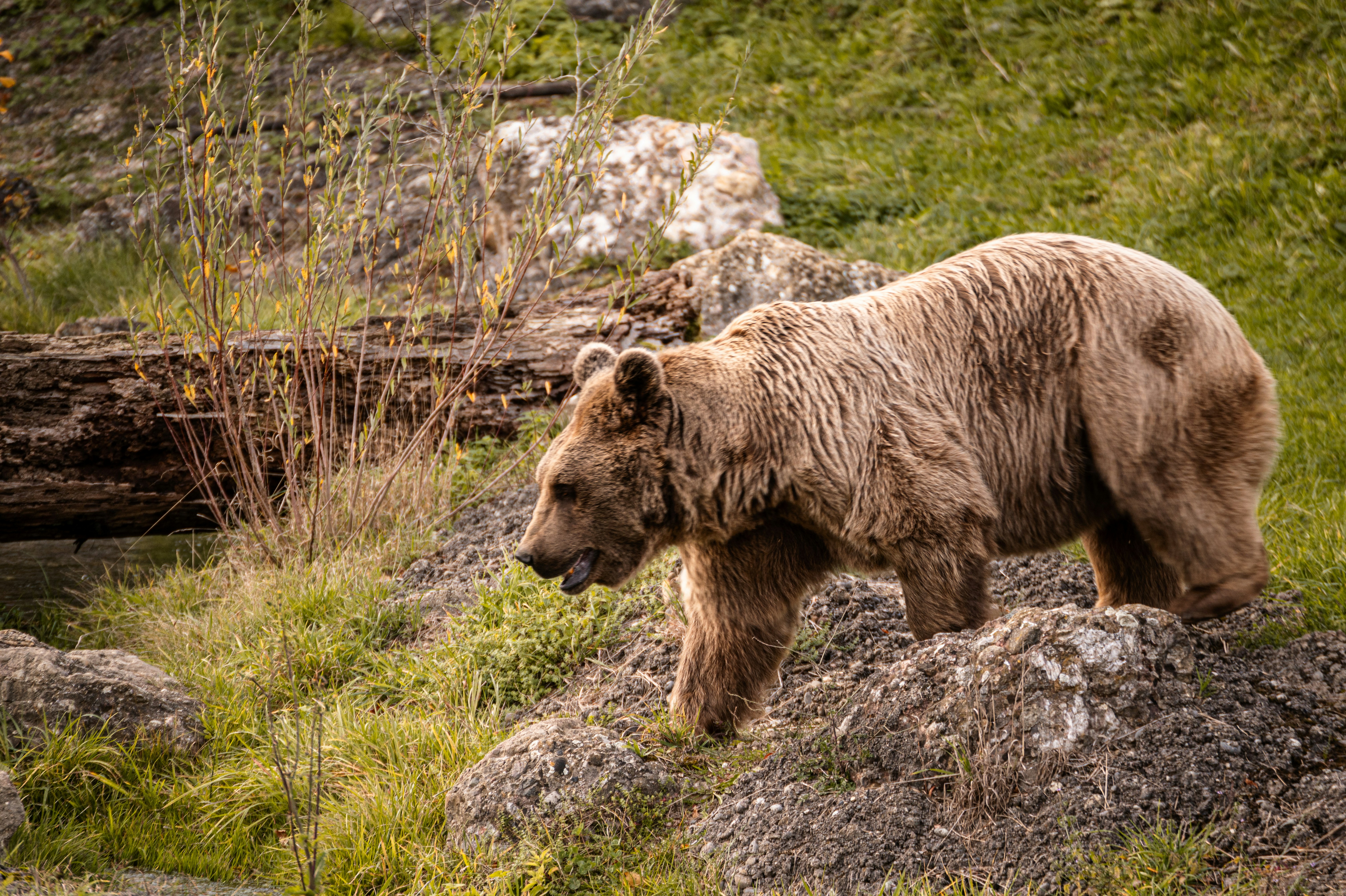 a large brown bear walking across a grass covered field